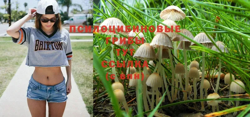 Галлюциногенные грибы Psilocybine cubensis  Кировград 